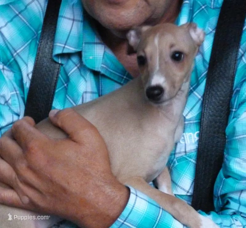 AKC Lamborghini GCH sired – Italian Greyhound puppy on hold in Clinton, SC