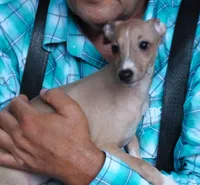 AKC Lamborghini GCH sired, a male Italian Greyhound for sale in Clinton, SC – 1 of 10