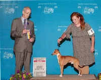 AKC  Prada GCH sired, a female Italian Greyhound for sale in Clinton, SC – 9 of 10