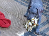 AKC BIG BOY, a male Xoloitzcuintli for sale in Clinton, SC – 3 of 10