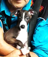 AKC Dior GCH sired, a female Italian Greyhound for sale in Clinton, SC – 1 of 10