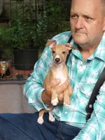 AKC Croissant GCH sired, a male Italian Greyhound for sale in Clinton, SC – 2 of 10