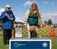 AKC Scrabble GCH sired, a male Italian Greyhound for sale in Clinton, SC – 8 of 10