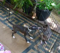 AKC  Prada GCH sired, a female Italian Greyhound for sale in Clinton, SC – 6 of 10