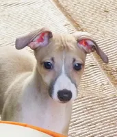 AKC Ferrari  GCH sired, a male Italian Greyhound for sale in Clinton, SC – 3 of 10