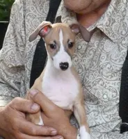 AKC Corvette GCH sired, a male Italian Greyhound for sale in Clinton, SC – 2 of 10