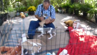 AKC PUZZLE GCH SIRED, a male Italian Greyhound for sale in Clinton, SC – 2 of 7