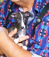 AKC Cheerwine CH sired, a female Italian Greyhound for sale in Clinton, SC – 5 of 10