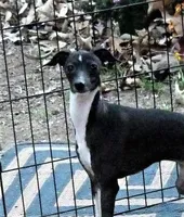 AKC Hugs GCH sired, a male Italian Greyhound for sale in Clinton, SC – 8 of 10