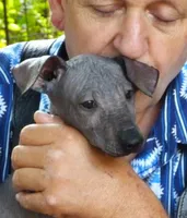 AKC CUTIE PATOOTIE, a female Xoloitzcuintli for sale in Clinton, SC – 2 of 10
