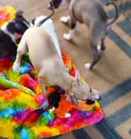 AKC Lamborghini GCH sired, a male Italian Greyhound for sale in Clinton, SC – 4 of 10