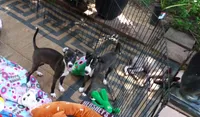 AKC Dior GCH sired, a female Italian Greyhound for sale in Clinton, SC – 7 of 10