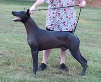 AKC BIG BOY, a male Xoloitzcuintli for sale in Clinton, SC – 7 of 10
