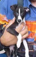 AKC Hugs GCH sired, a male Italian Greyhound for sale in Clinton, SC – 2 of 10