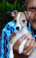 AKC TIRAMISU, a female Italian Greyhound for sale in Clinton, SC – 2 of 10