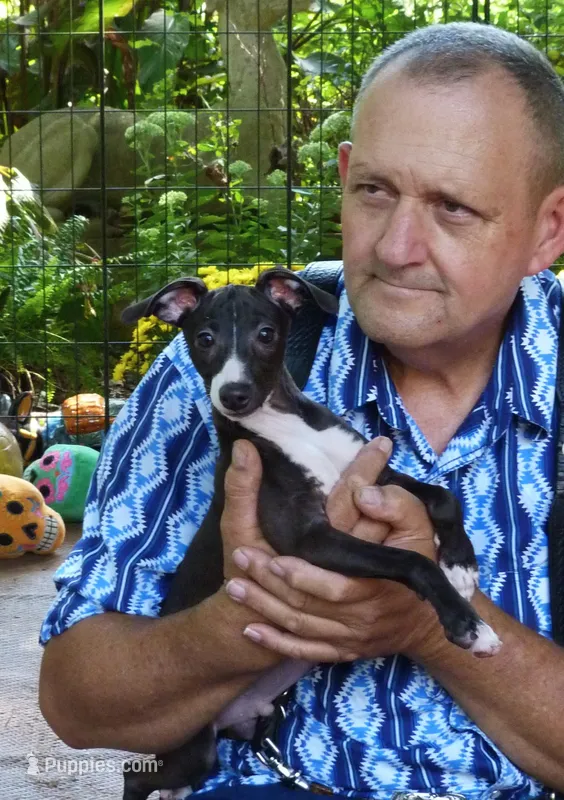 AKC Folgers GCH sired – Italian Greyhound puppy for sale in Clinton, SC