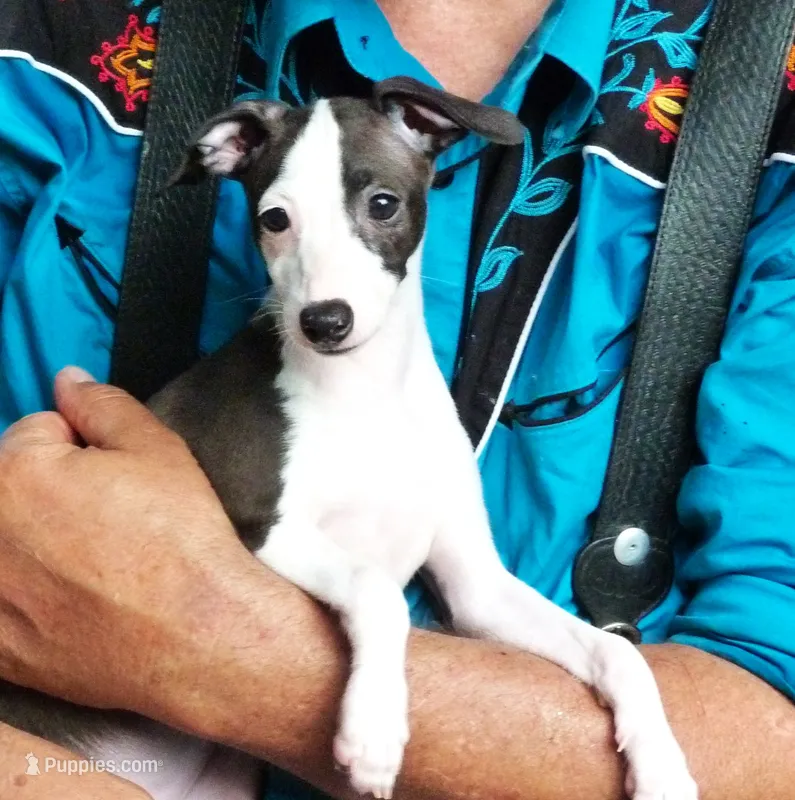 AKC Tiffany GCH sire – Italian Greyhound puppy for sale in Clinton, SC