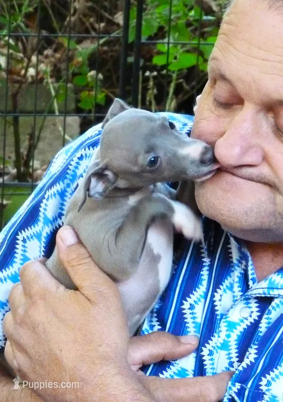 AKC Anise GCH sired – Italian Greyhound puppy for sale in Clinton, SC