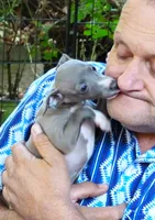 AKC Anise GCH sired, a female Italian Greyhound for sale in Clinton, SC – 1 of 10