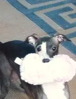 AKC Cheerwine CH sired, a female Italian Greyhound for sale in Clinton, SC – 10 of 10