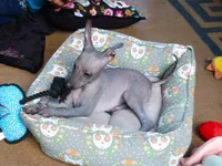 AKC Catalina, a female Xoloitzcuintli for sale in Clinton, SC – 3 of 8