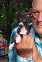 AKC  Prada GCH sired, a female Italian Greyhound for sale in Clinton, SC – 2 of 10