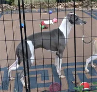 AKC CHESS GCH SIRED, a male Italian Greyhound for sale in Clinton, SC – 6 of 6