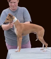  AKC BARKLAVA , a male Italian Greyhound for sale in Clinton, SC – 8 of 10