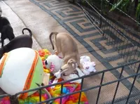 AKC Corvette GCH sired, a male Italian Greyhound for sale in Clinton, SC – 5 of 10
