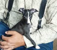 AKC Cheerwine CH sired, a female Italian Greyhound for sale in Clinton, SC – 3 of 10