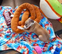 AKC Corvette GCH sired, a male Italian Greyhound for sale in Clinton, SC – 3 of 10