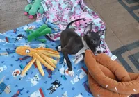 AKC  Prada GCH sired, a female Italian Greyhound for sale in Clinton, SC – 3 of 10