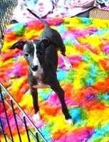 AKC Cheerwine CH sired, a female Italian Greyhound for sale in Clinton, SC – 4 of 10