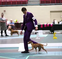 AKC Dior GCH sired, a female Italian Greyhound for sale in Clinton, SC – 8 of 10