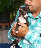 AKC Folgers GCH sired, a male Italian Greyhound for sale in Clinton, SC – 3 of 10