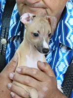 AKC CANDYLAND GCH SIRED, a female Italian Greyhound for sale in Clinton, SC – 1 of 7