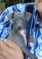 AKC peppermint CH sired, a female Italian Greyhound for sale in Clinton, SC – 1 of 9