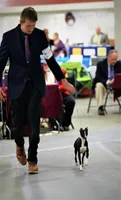 AKC Corvette GCH sired, a male Italian Greyhound for sale in Clinton, SC – 8 of 10
