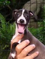 AKC Dior GCH sired, a female Italian Greyhound for sale in Clinton, SC – 4 of 10