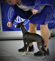 AKC Alfa Romeo GCH sired, a male Italian Greyhound for sale in Clinton, SC – 7 of 10