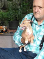 AKC Croissant GCH sired, a male Italian Greyhound for sale in Clinton, SC – 3 of 10