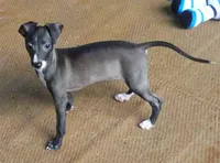 AKC 7UP CH sired, a female Italian Greyhound for sale in Clinton, SC – 5 of 10