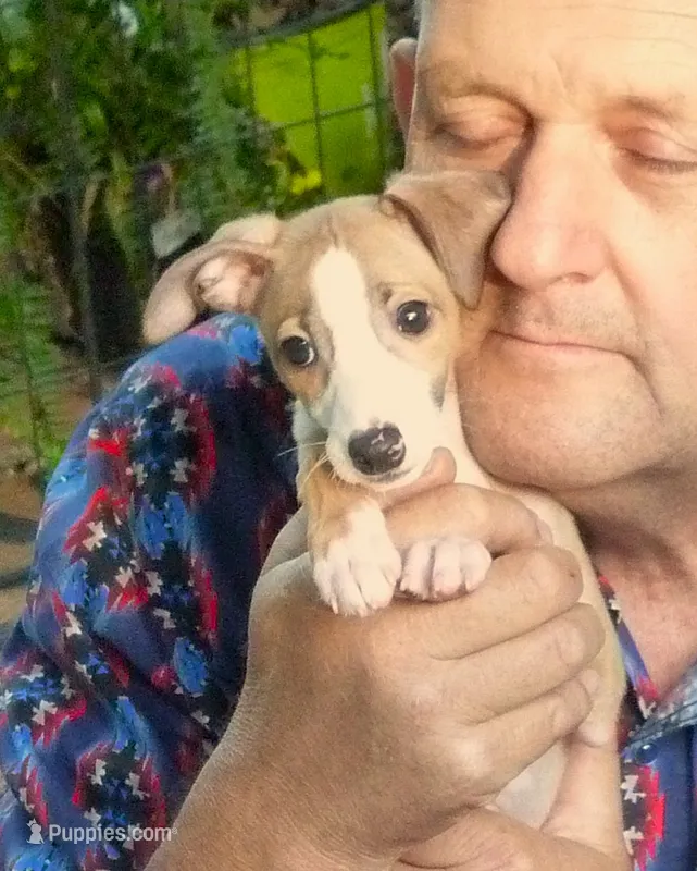 AKC Monaco GCH sired – Italian Greyhound puppy for sale in Clinton, SC