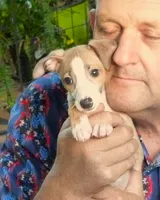 AKC Monaco GCH sired, a male Italian Greyhound for sale in Clinton, SC – 1 of 10