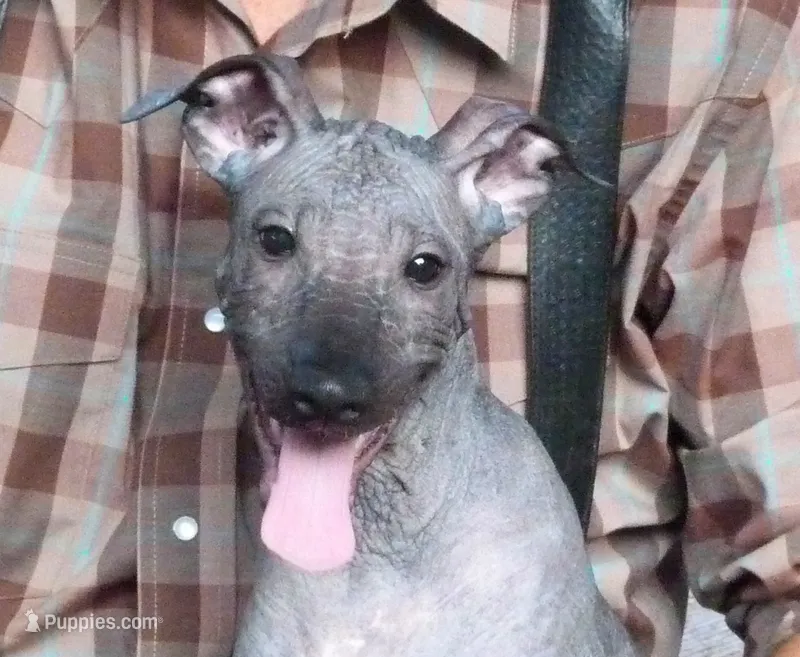 AKC TIP – Xoloitzcuintli puppy on hold in Clinton, SC