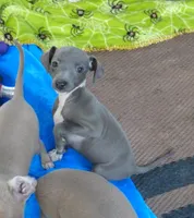 AKC peppermint CH sired, a female Italian Greyhound for sale in Clinton, SC – 3 of 9