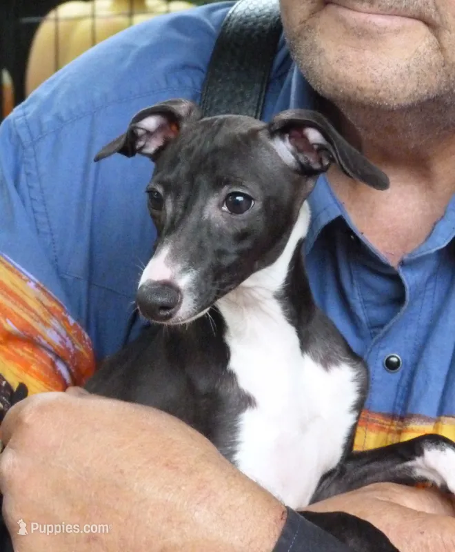 AKC  Prada GCH sired – Italian Greyhound puppy for sale in Clinton, SC