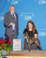 AKC Cheerwine CH sired, a female Italian Greyhound for sale in Clinton, SC – 6 of 10