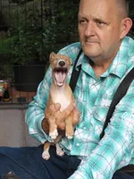 AKC Croissant GCH sired, a male Italian Greyhound for sale in Clinton, SC – 4 of 10