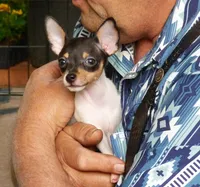 AKC Chester CH sired ready now, a male Toy Fox Terrier for sale in Clinton, SC – 3 of 10